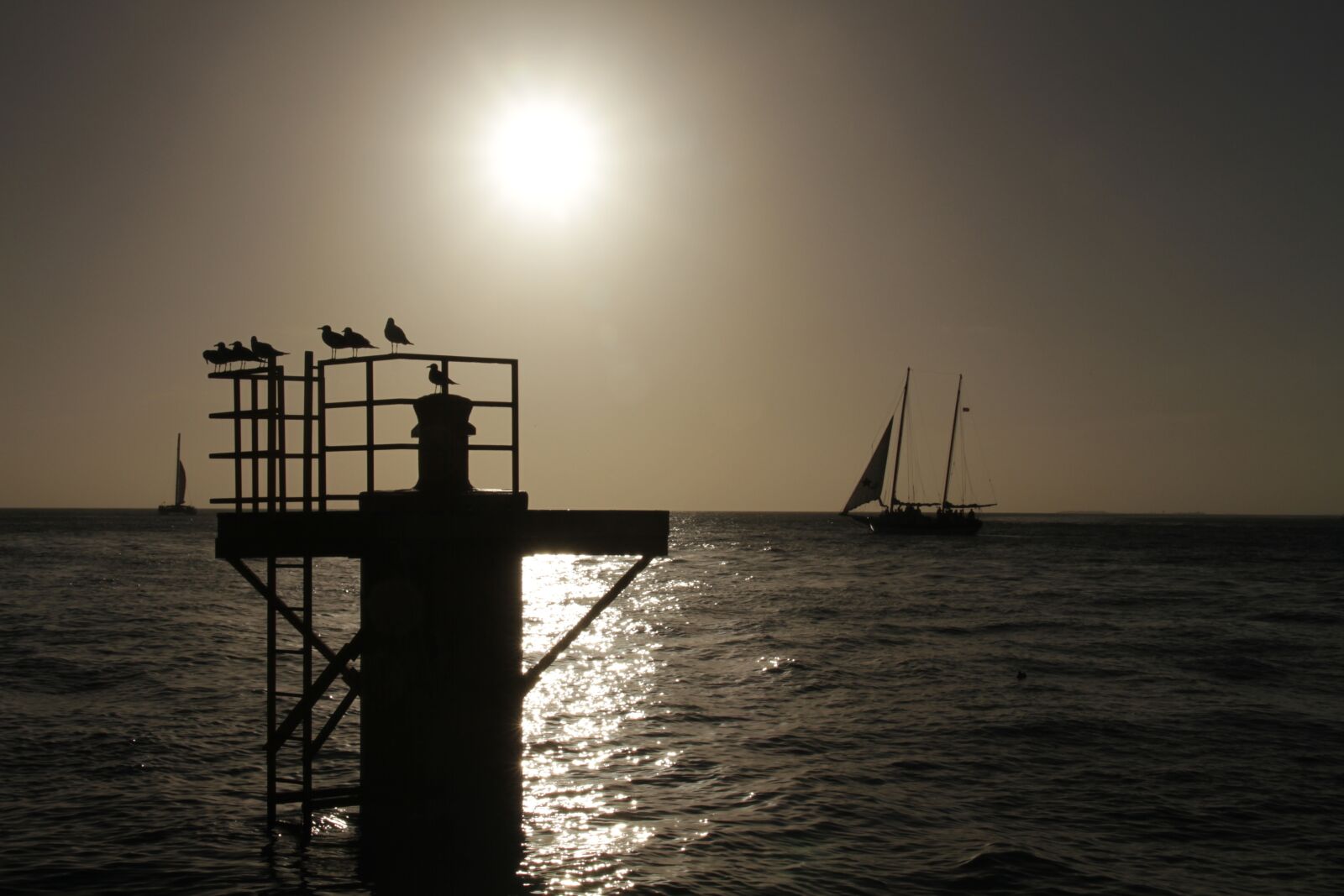 Canon EOS 7D sample photo. Silhouette, sunset, birds photography
