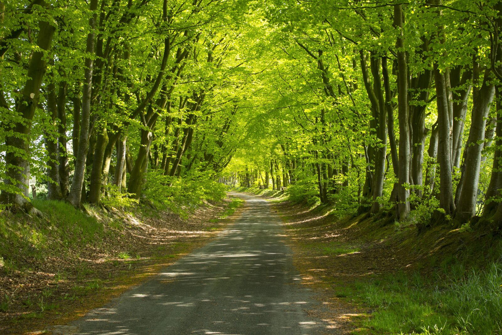 Canon EOS 60D sample photo. Forest path, sunshine, landscape photography