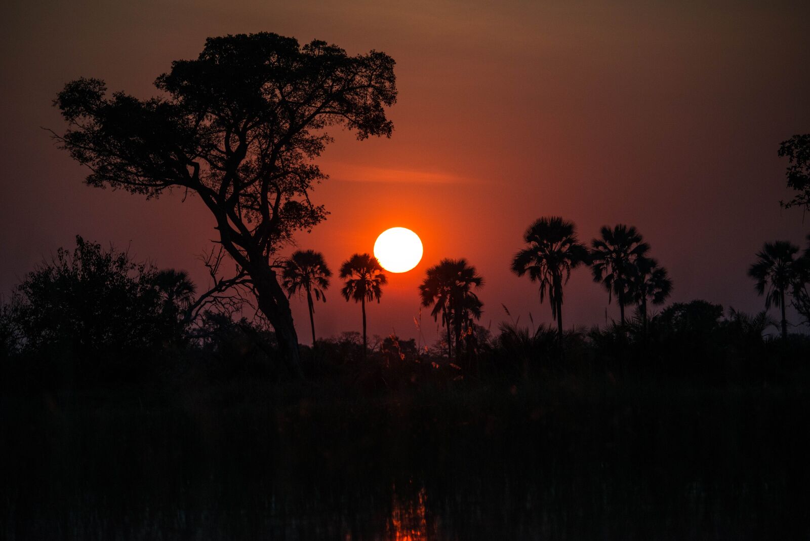 Nikon D800 sample photo. Africa, botswana, nature photography