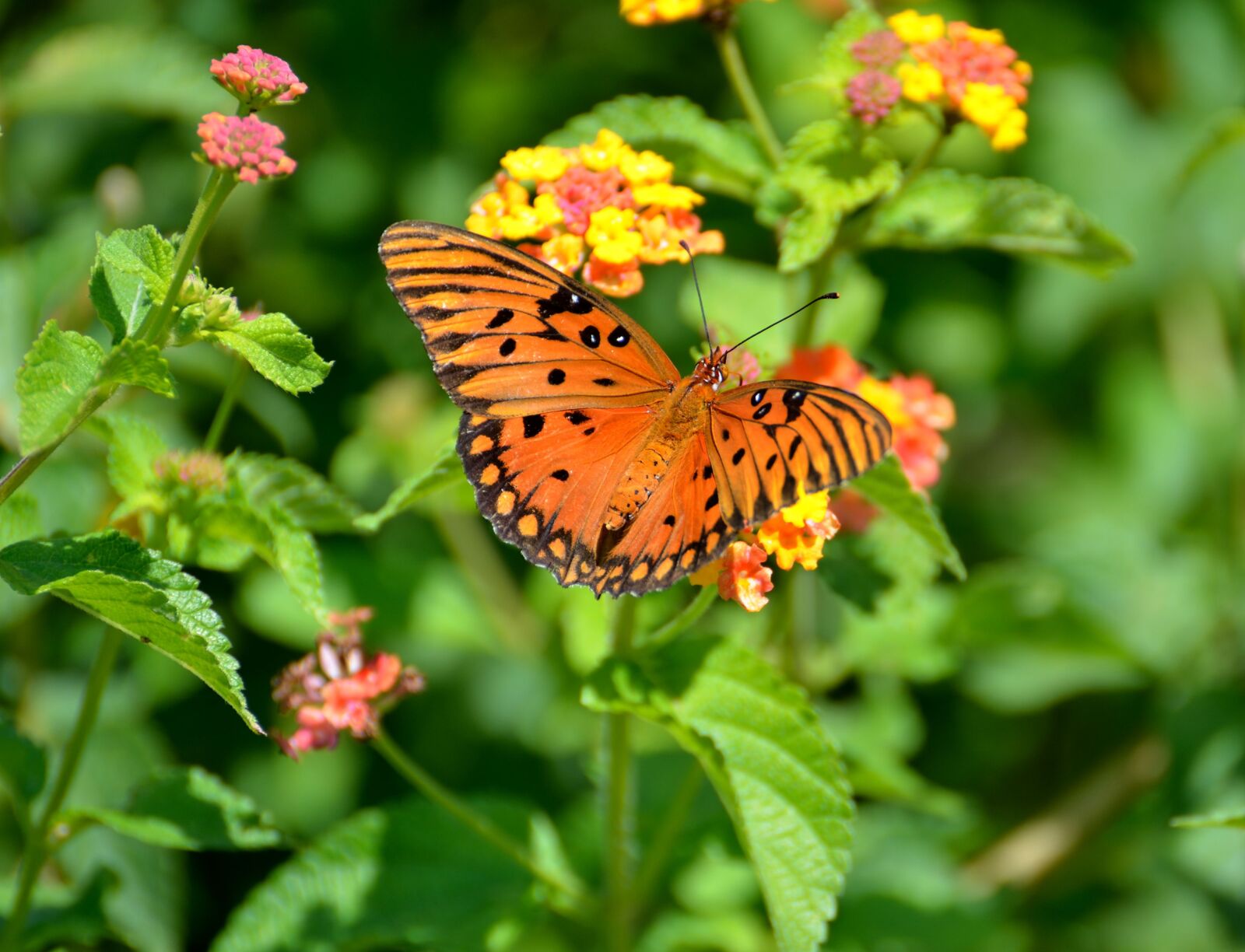 Nikon D7000 sample photo. Butterfly, insect, colorful photography