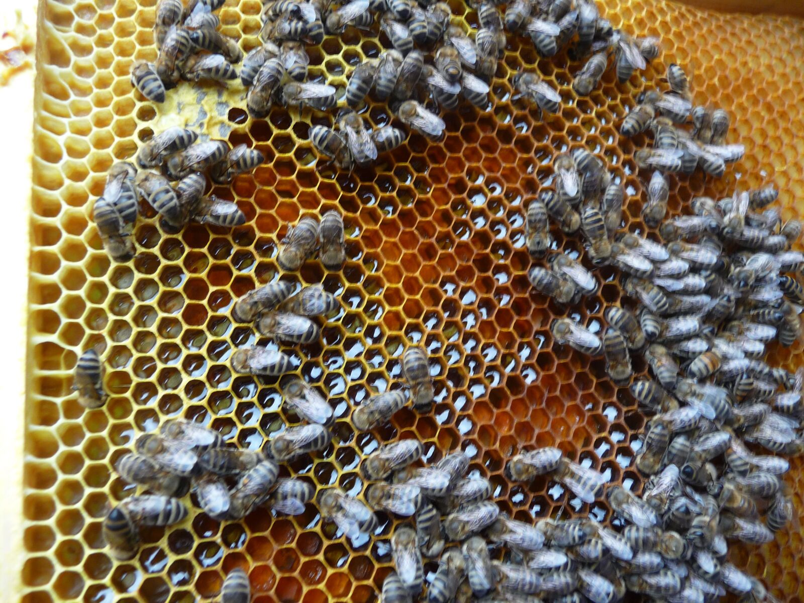 Panasonic Lumix DMC-TZ4 sample photo. Bees, ul, honeycomb photography
