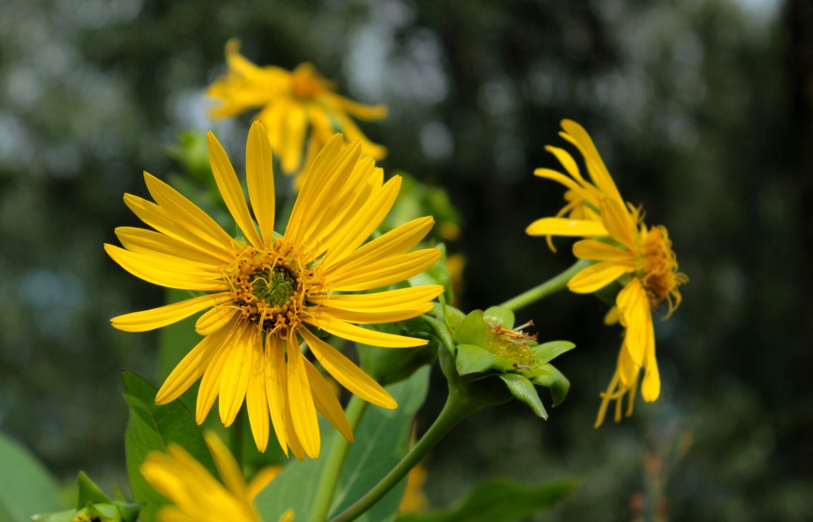Canon EOS 600D (Rebel EOS T3i / EOS Kiss X5) sample photo. Flowers, yellow, garden photography