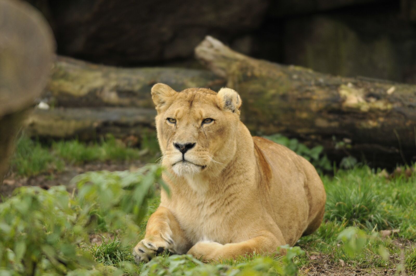 Nikon D300 sample photo. Zoo, hellabrunn, munich photography