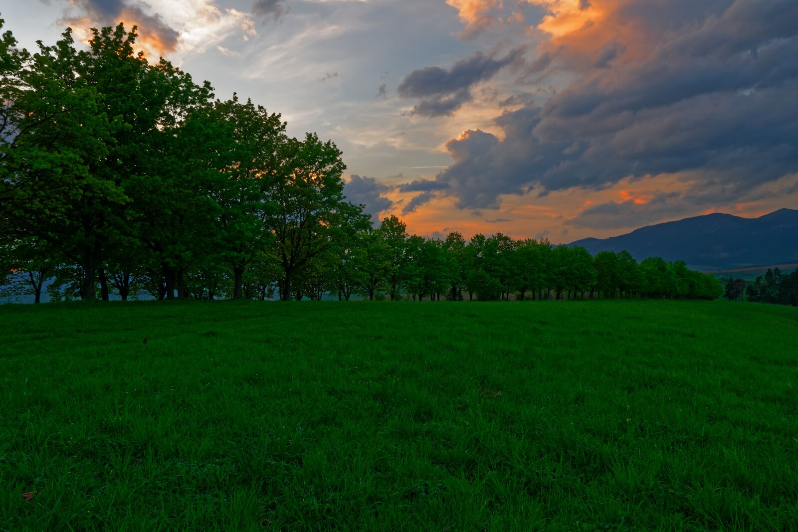 Nikon D3300 sample photo. Sunset, meadow, grass photography