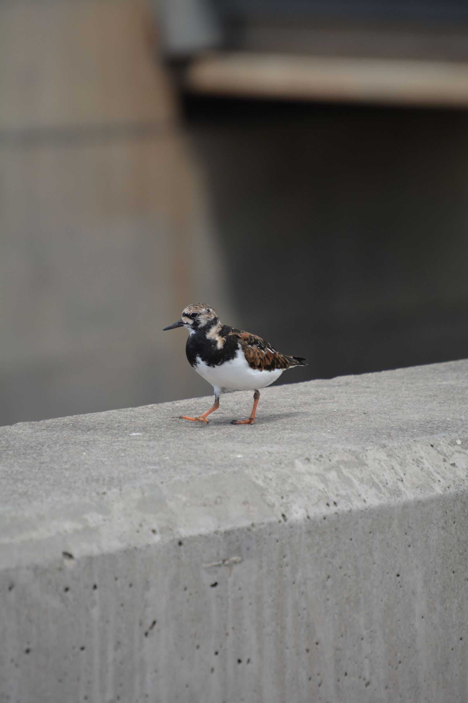 Nikon D5200 sample photo