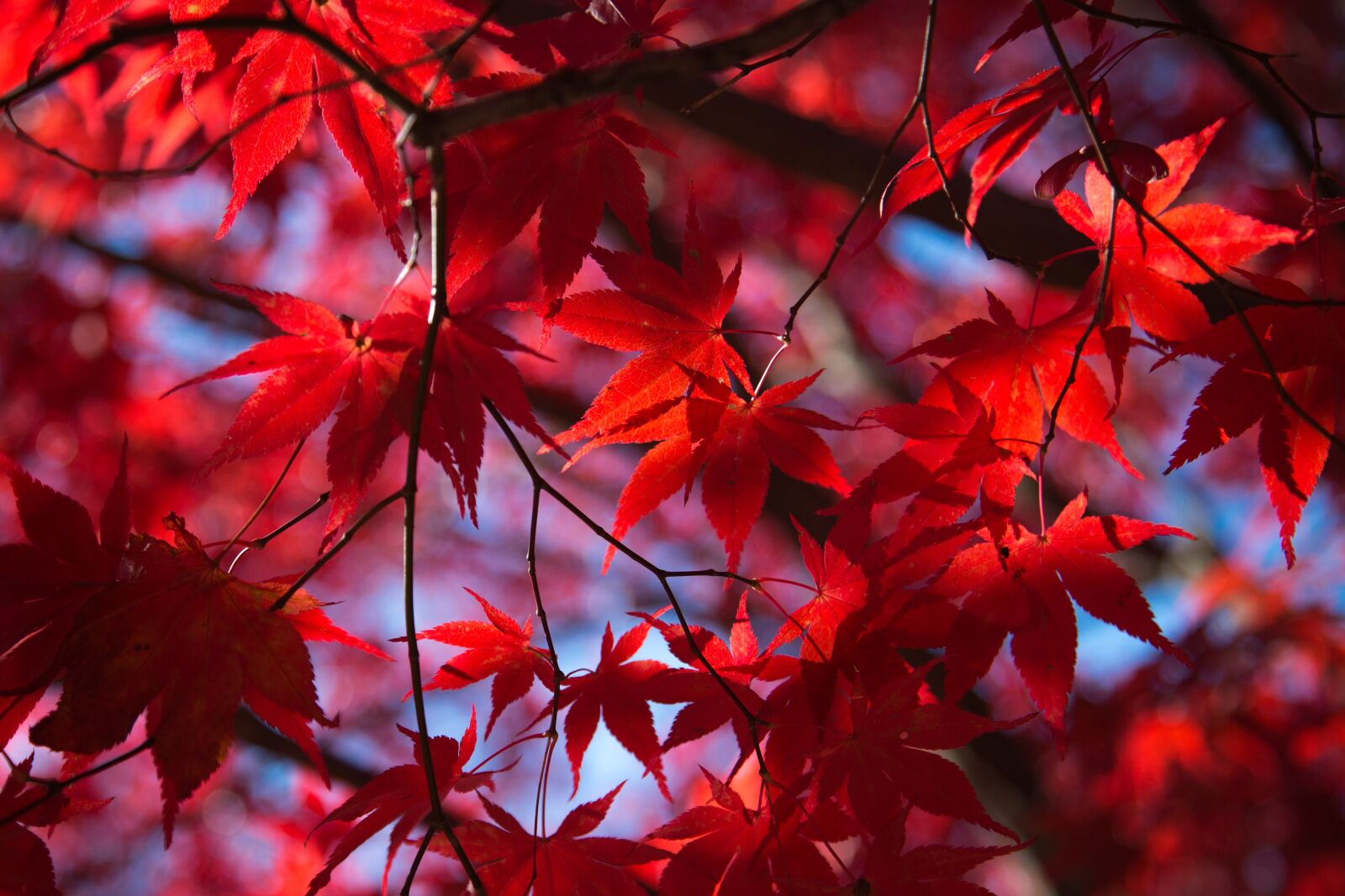 Canon EF 24-105mm F4L IS USM sample photo. Leaves, japanese maple, red photography