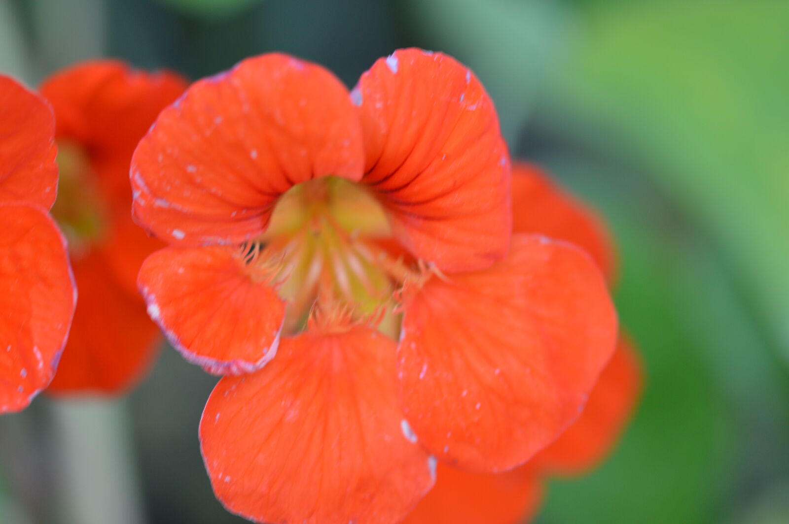 Nikon D3200 + Sigma 105mm F2.8 EX DG OS HSM sample photo. Flowers, orange, orange, flowers photography