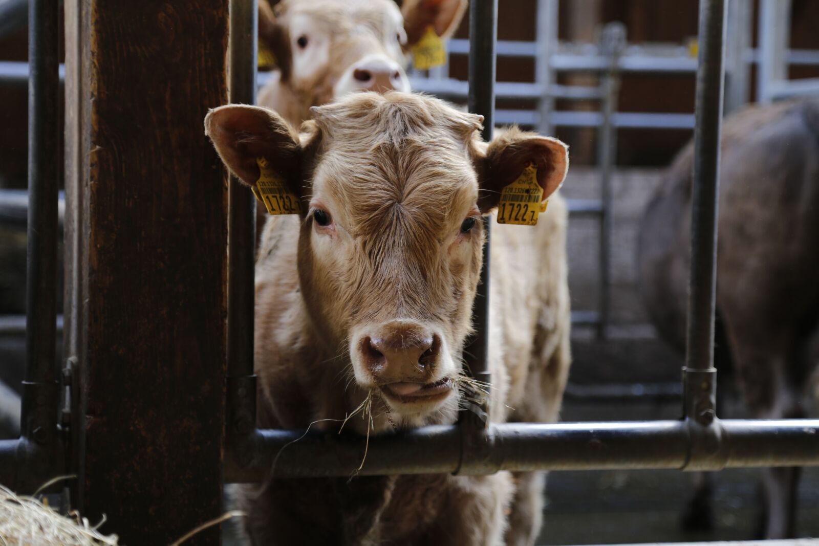 Canon EOS 6D + Canon EF 24-105mm F4L IS USM sample photo. Calf, beef, cow photography