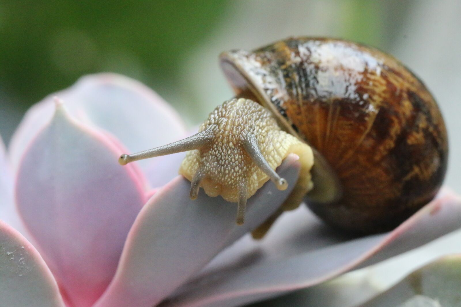 Canon EOS 70D sample photo. Snail, gastropods, shell photography