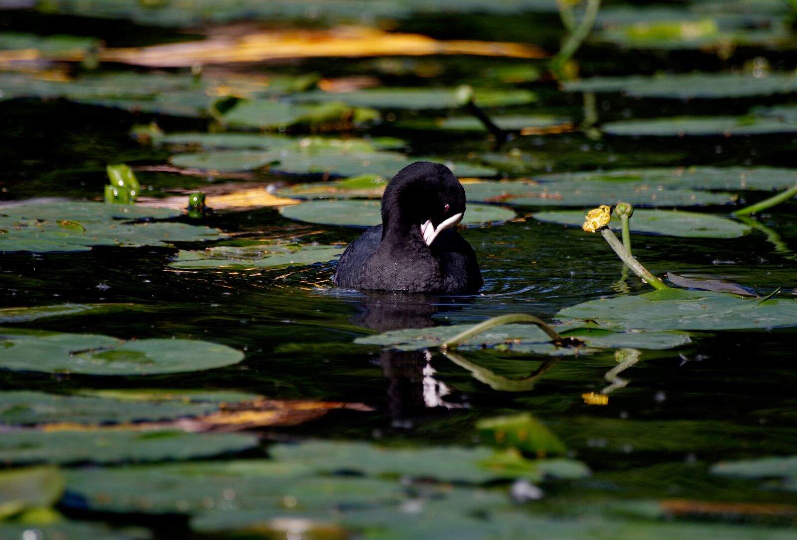 Pentax K-30 sample photo. Coot, bird, water lilies photography