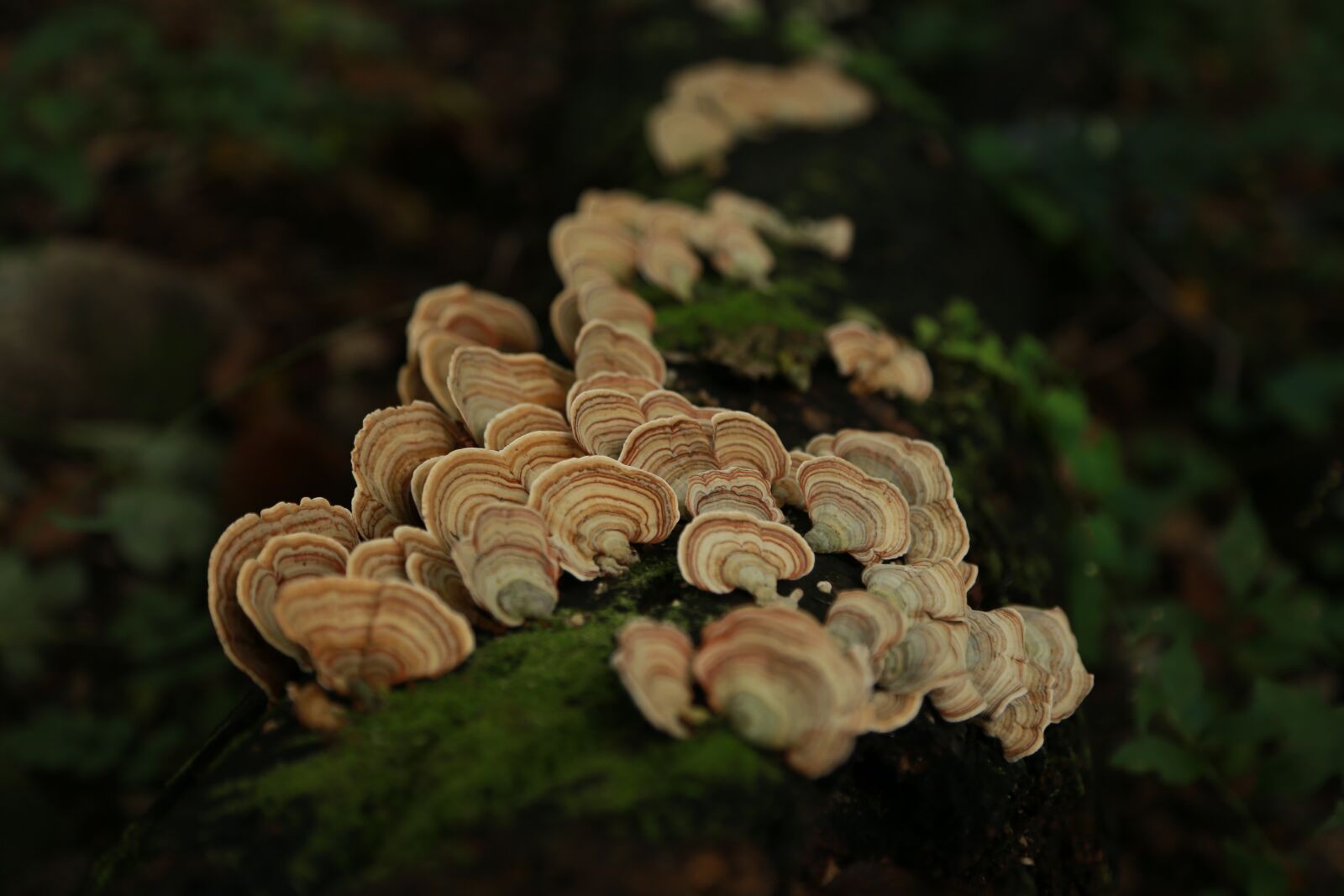 Canon EOS 6D + Canon EF 24-105mm F4L IS USM sample photo. Mushroom, nature, plants photography