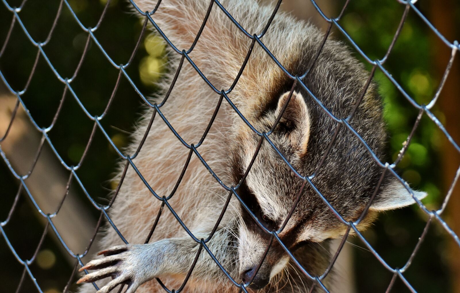 Nikon D7200 sample photo. Raccoon, begging, wild animal photography
