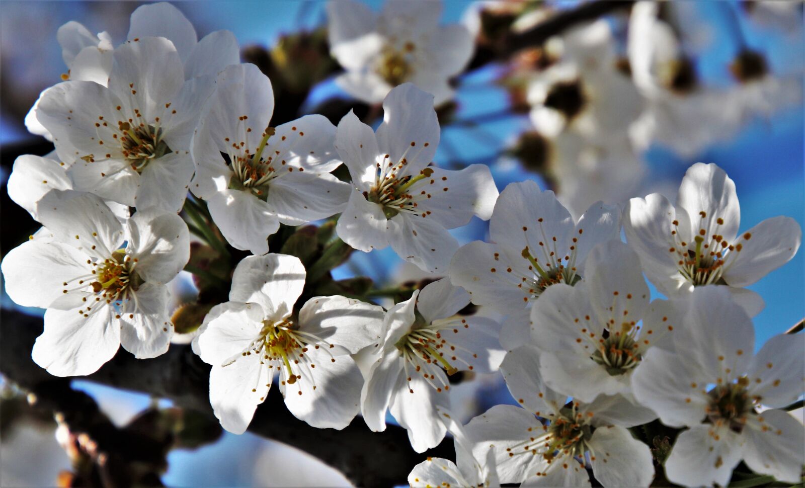 Canon EOS 80D sample photo. Sad, sprig, apple photography