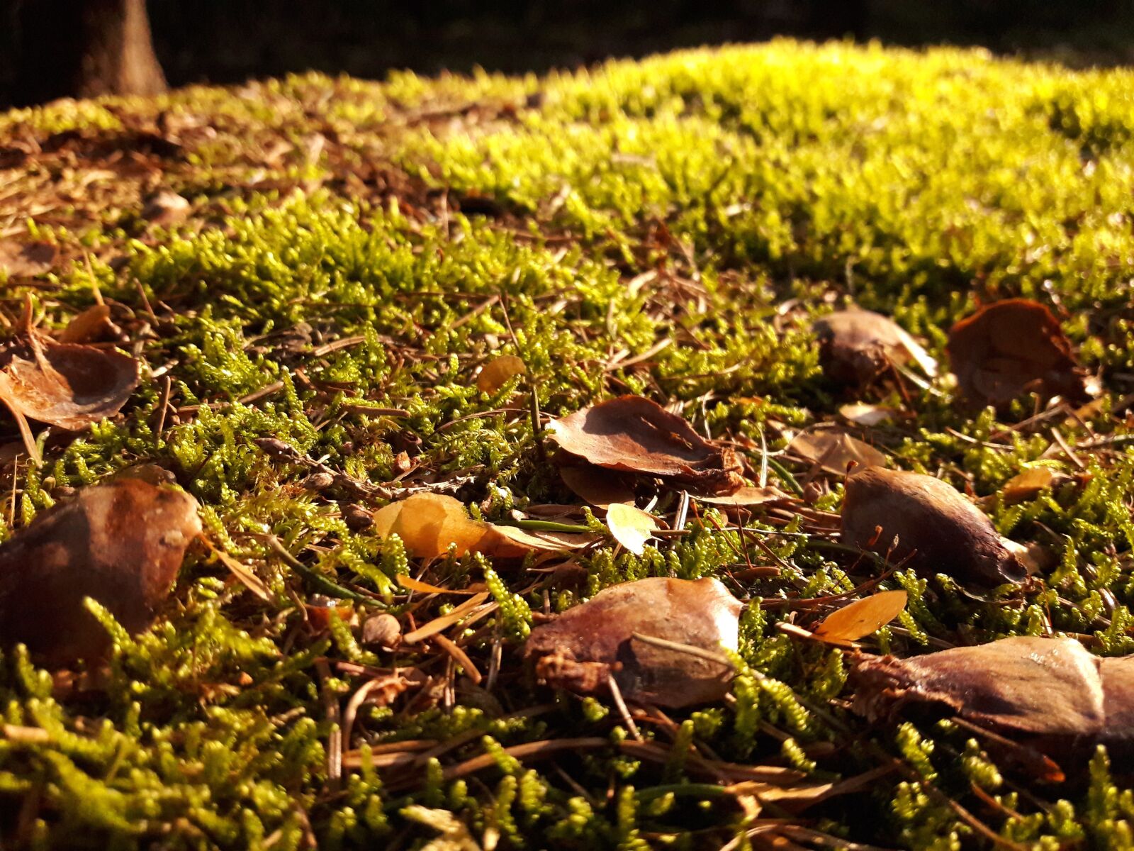 Samsung Galaxy A5(2016) sample photo. Forest, moss, tree photography