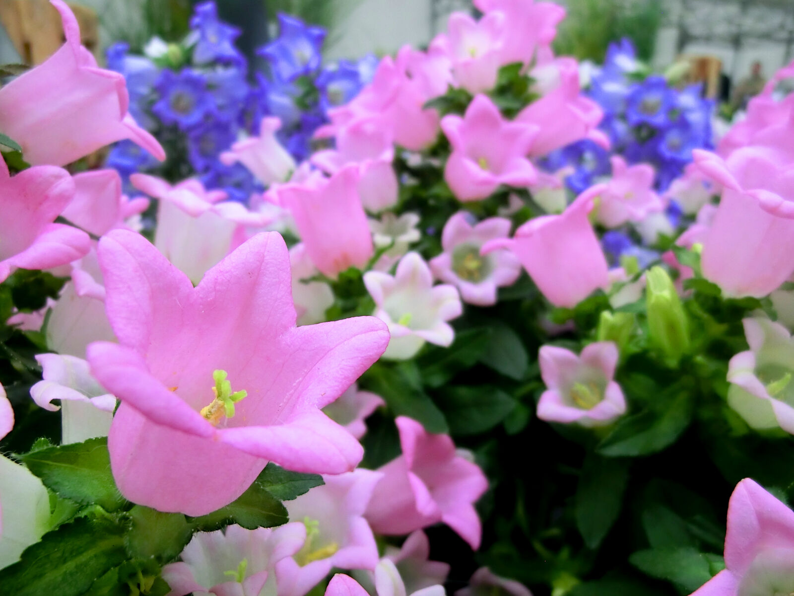 CASIO EX-H30 sample photo. Colorful, colourful, flowers, plant photography