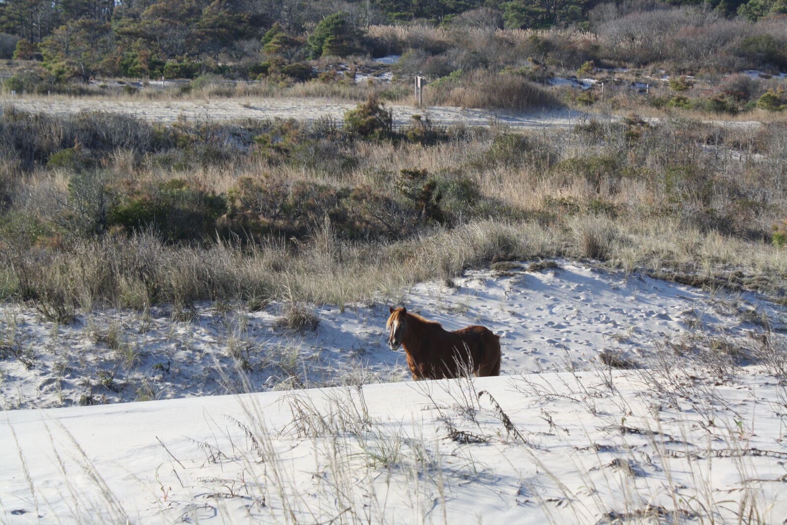 Canon EOS 1000D (EOS Digital Rebel XS / EOS Kiss F) sample photo. Assateague, island, beach, beaches photography