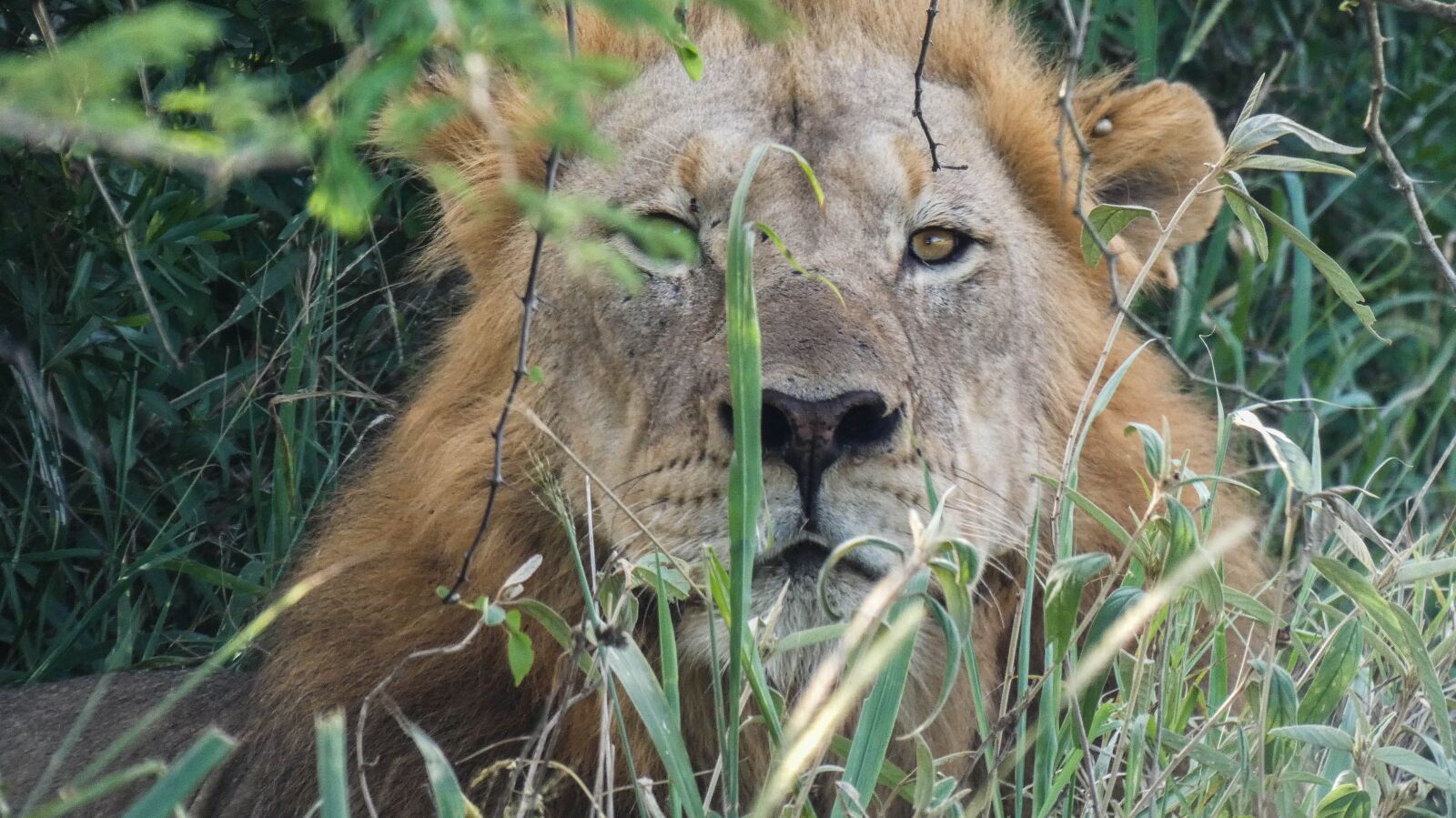 Panasonic DC-FZ81 sample photo. Lion, africa, wildlife photography