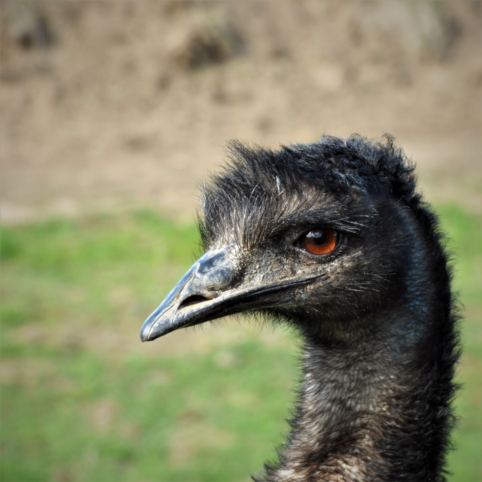 Panasonic DMC-FZ72 sample photo. Emu, eye, bill photography
