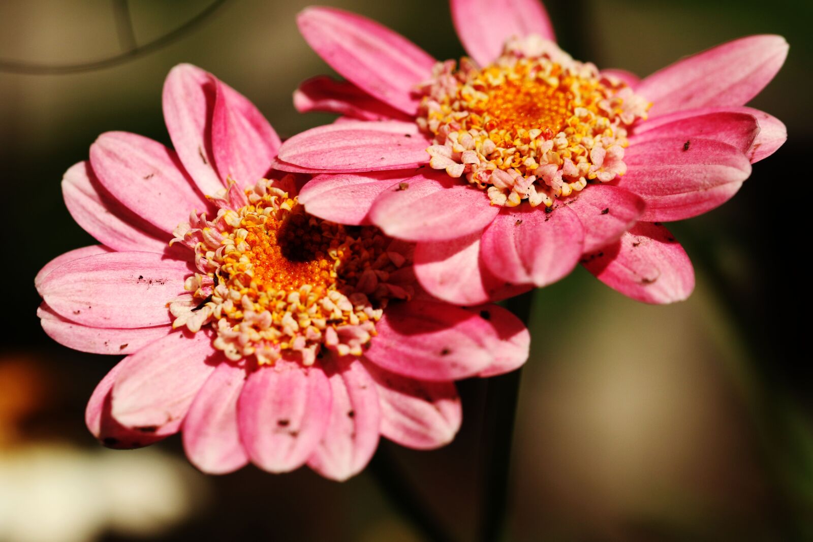Canon EOS 7D Mark II sample photo. Flower, garden, summer flower photography