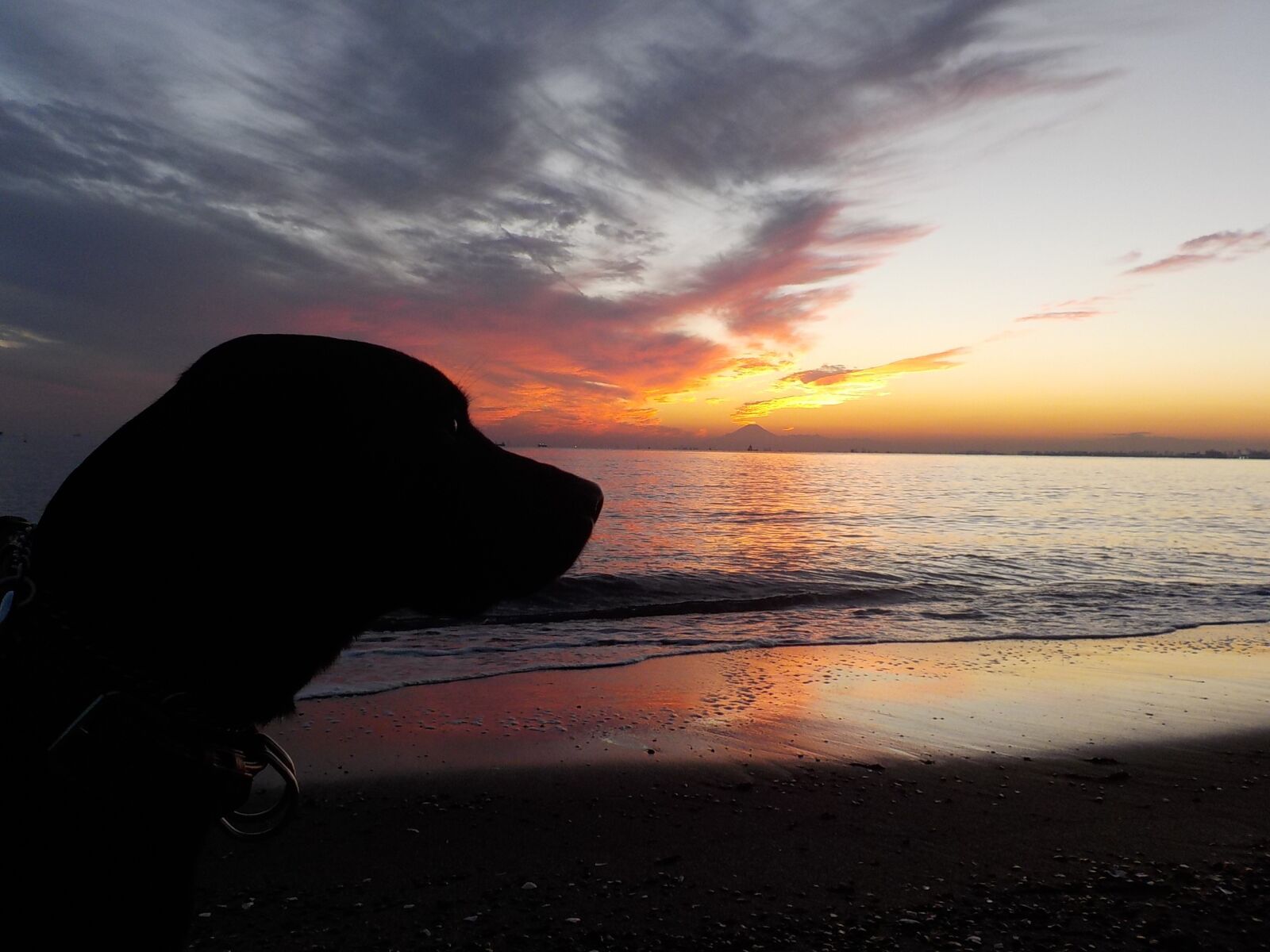 Nikon Coolpix S02 sample photo. Dog, labrador retriever, sunset photography