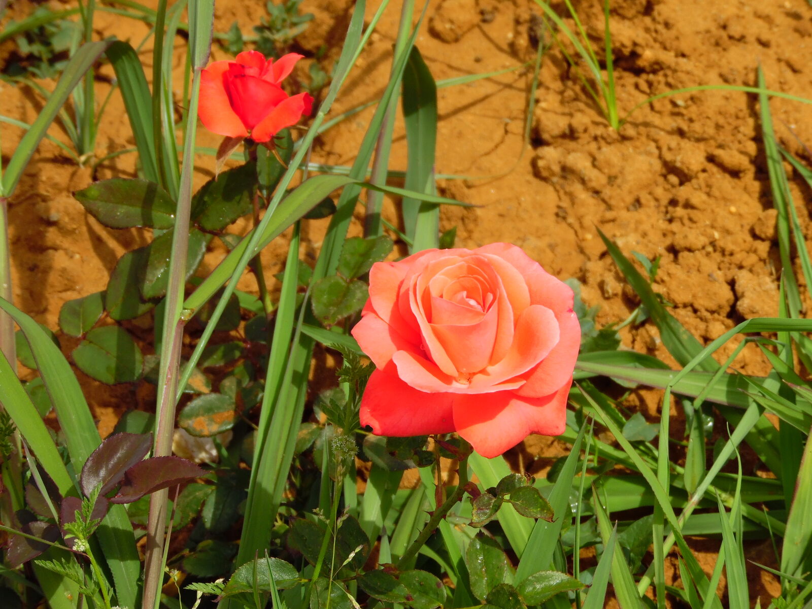 Samsung WB1100F/WB1101F/WB1102F sample photo