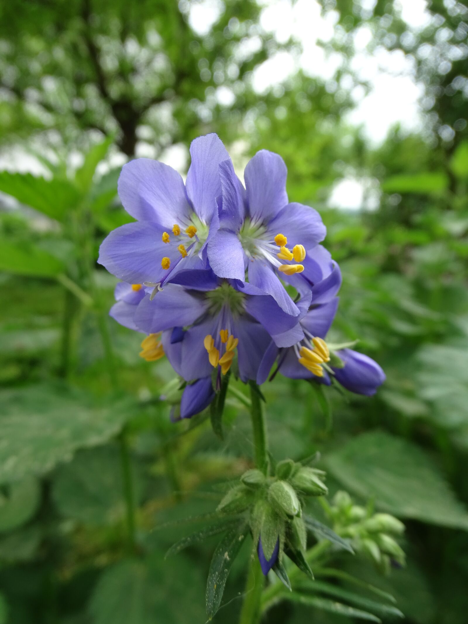 Sony Cyber-shot DSC-HX400V sample photo. Jacob's ladder, greek valerian photography
