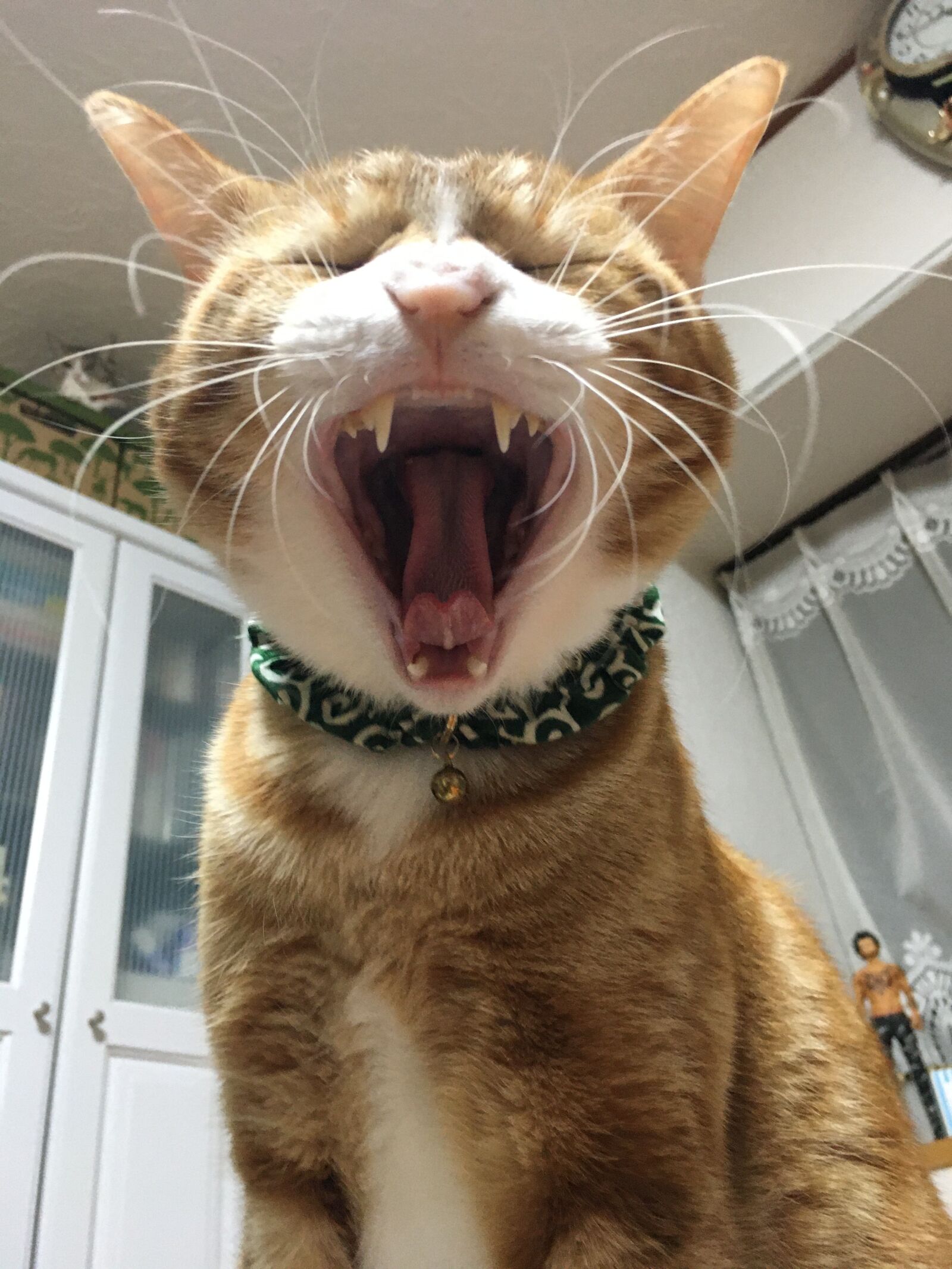 Apple iPhone 6s sample photo. Cat, yawn, 室内 photography