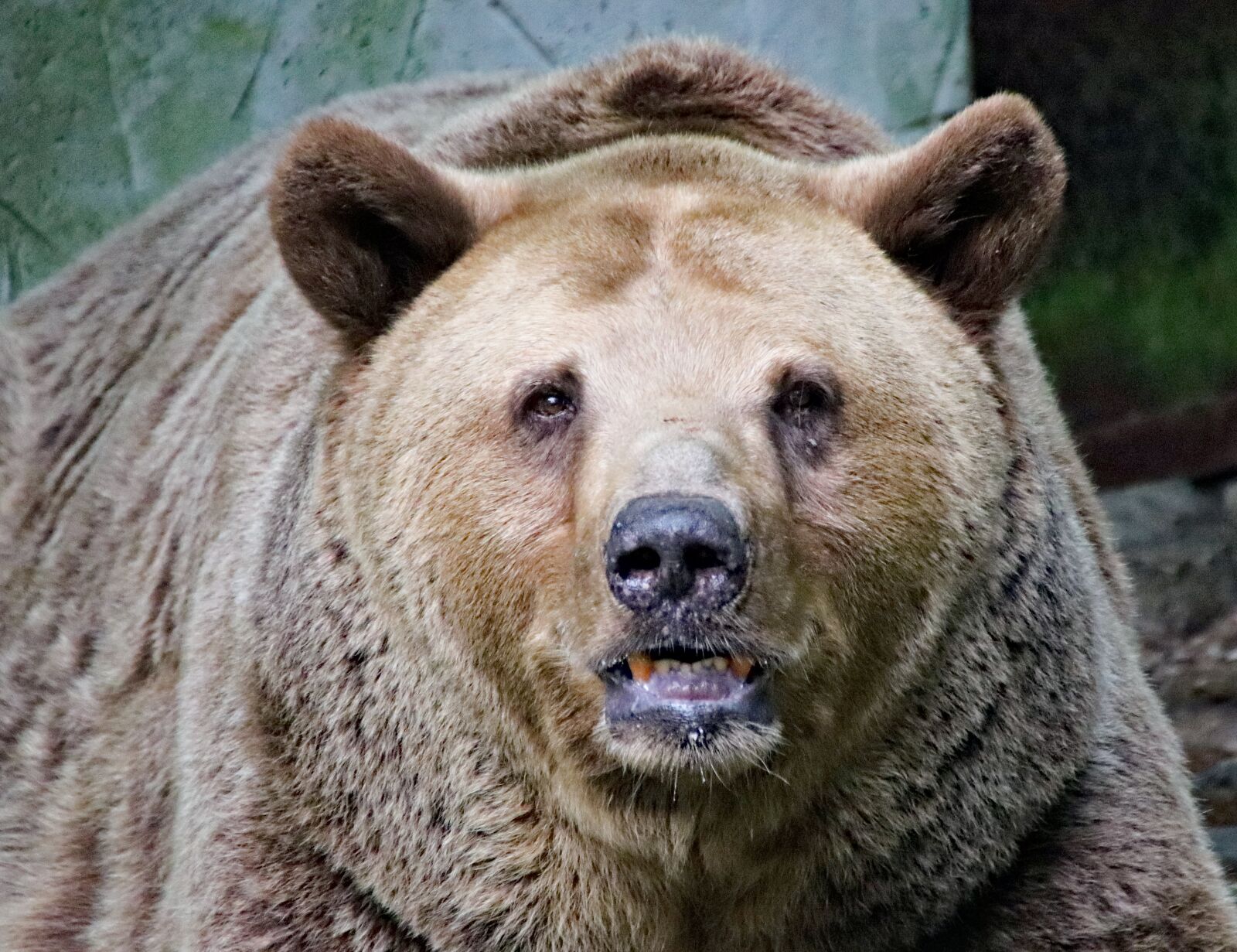 Canon EOS 77D (EOS 9000D / EOS 770D) sample photo. Bear, grizzly, portrait photography