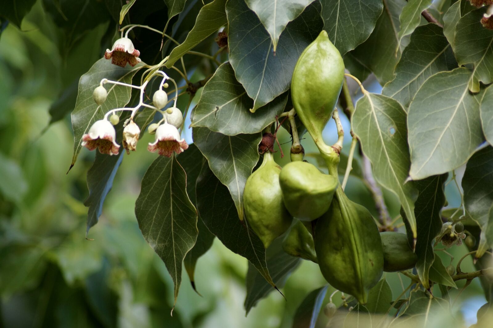Sony SLT-A58 sample photo. Brachychiton populneus, tree of photography
