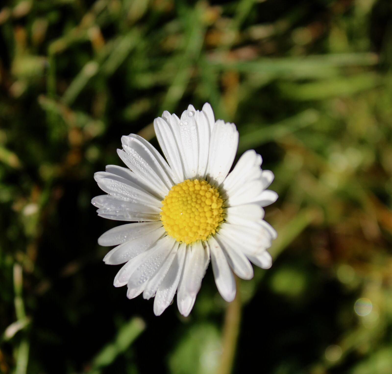 Canon EOS 600D (Rebel EOS T3i / EOS Kiss X5) sample photo. Geese flower, flower, daisy photography