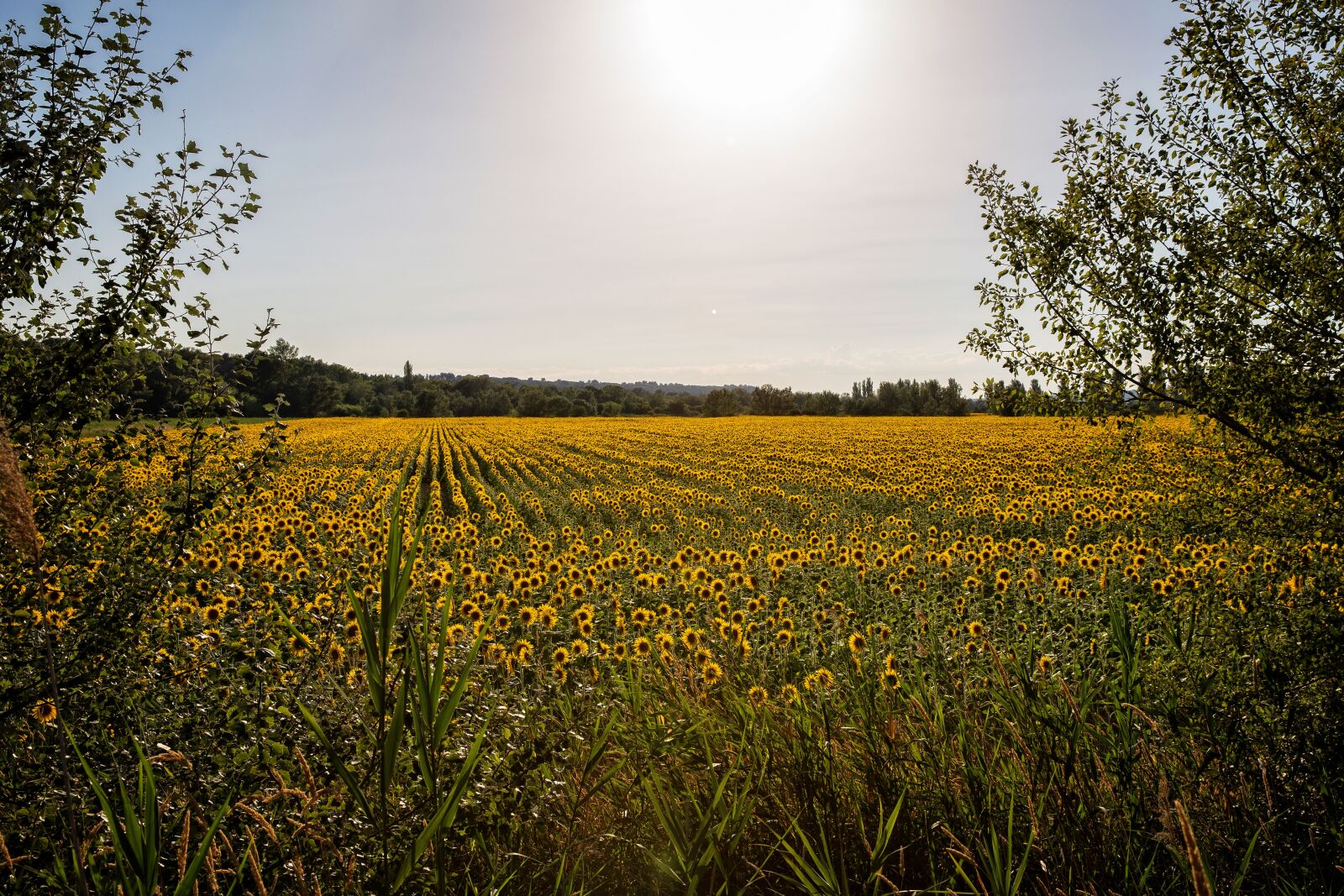 Canon EOS 6D sample photo. Provence, light, flower photography