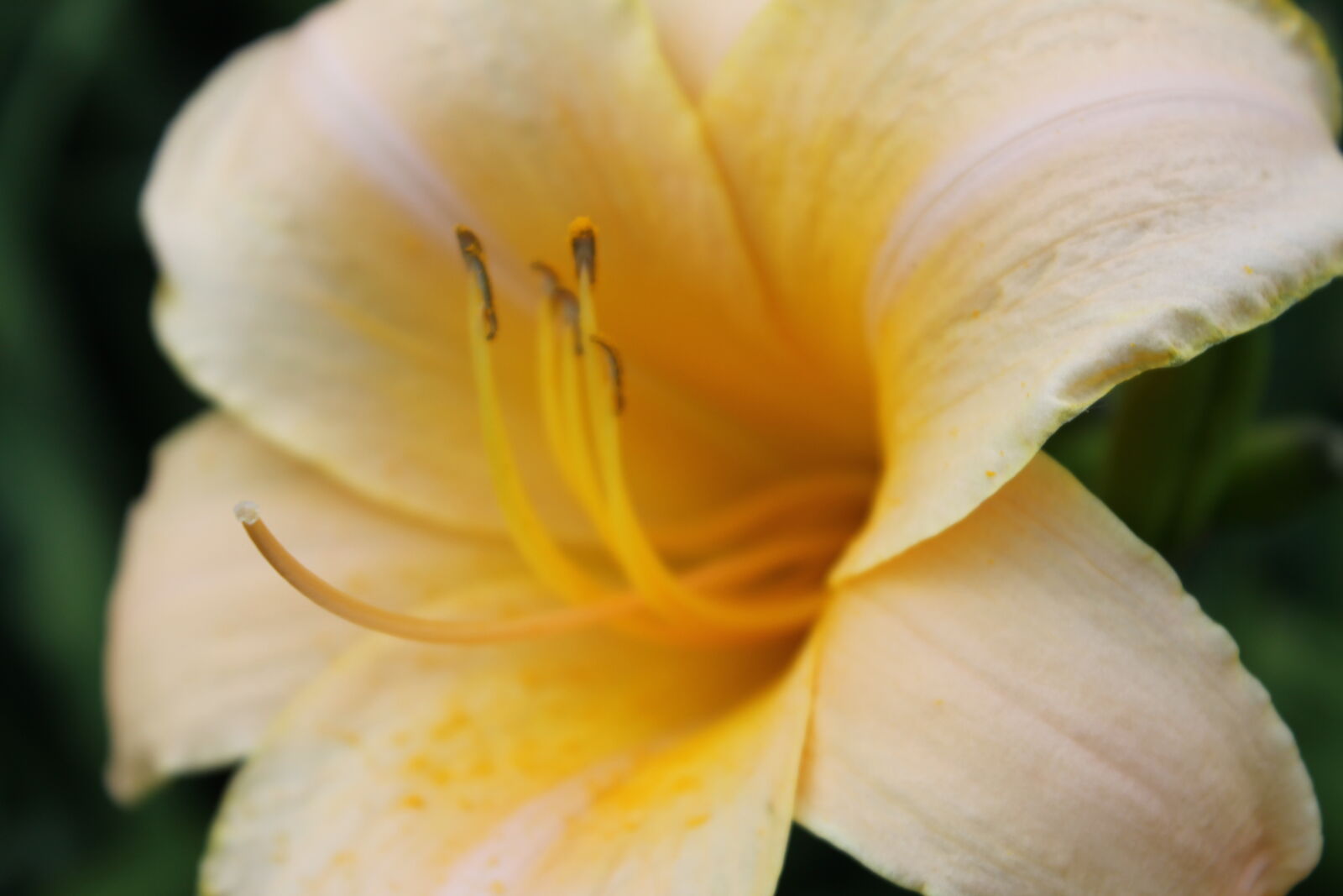 Canon EOS 1100D (EOS Rebel T3 / EOS Kiss X50) sample photo. Alive, bloom, blooming, blossom photography