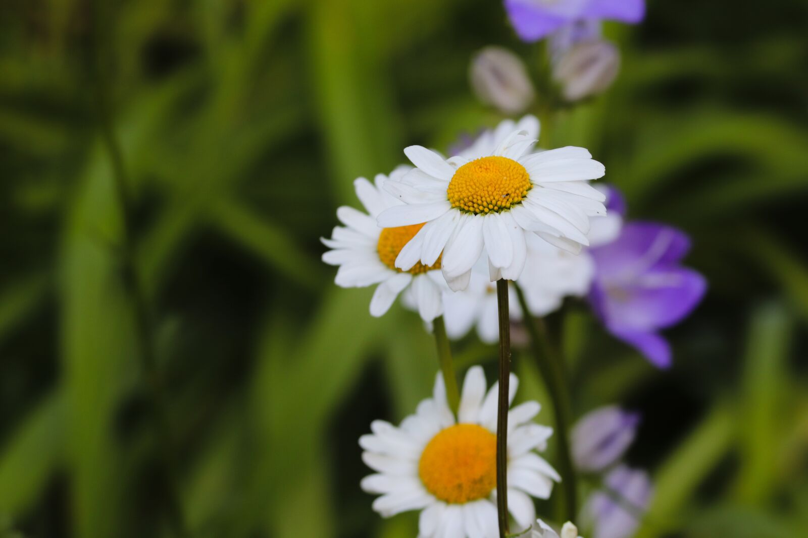 Canon EOS 200D (EOS Rebel SL2 / EOS Kiss X9) sample photo. Daisies, flower meadow, illuminated photography