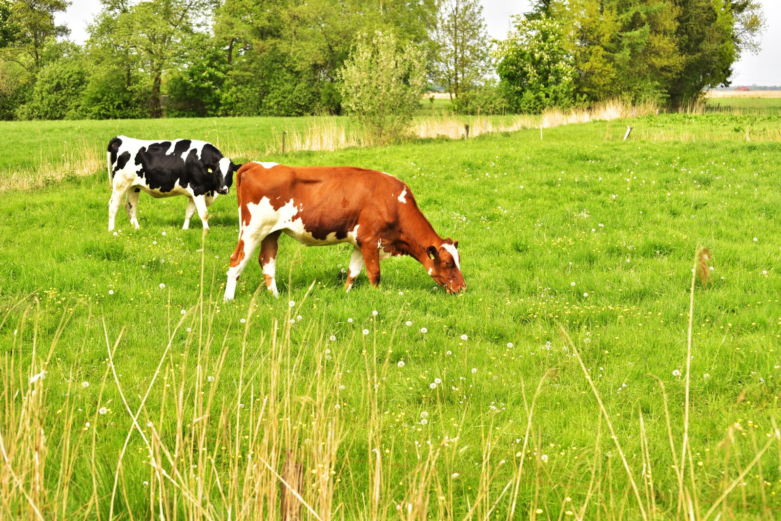 Nikon D750 sample photo. Cow, pasture, eat photography