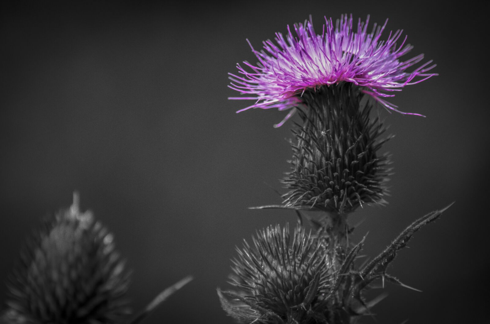 Nikon D5100 sample photo. Thistle, herb, plant photography