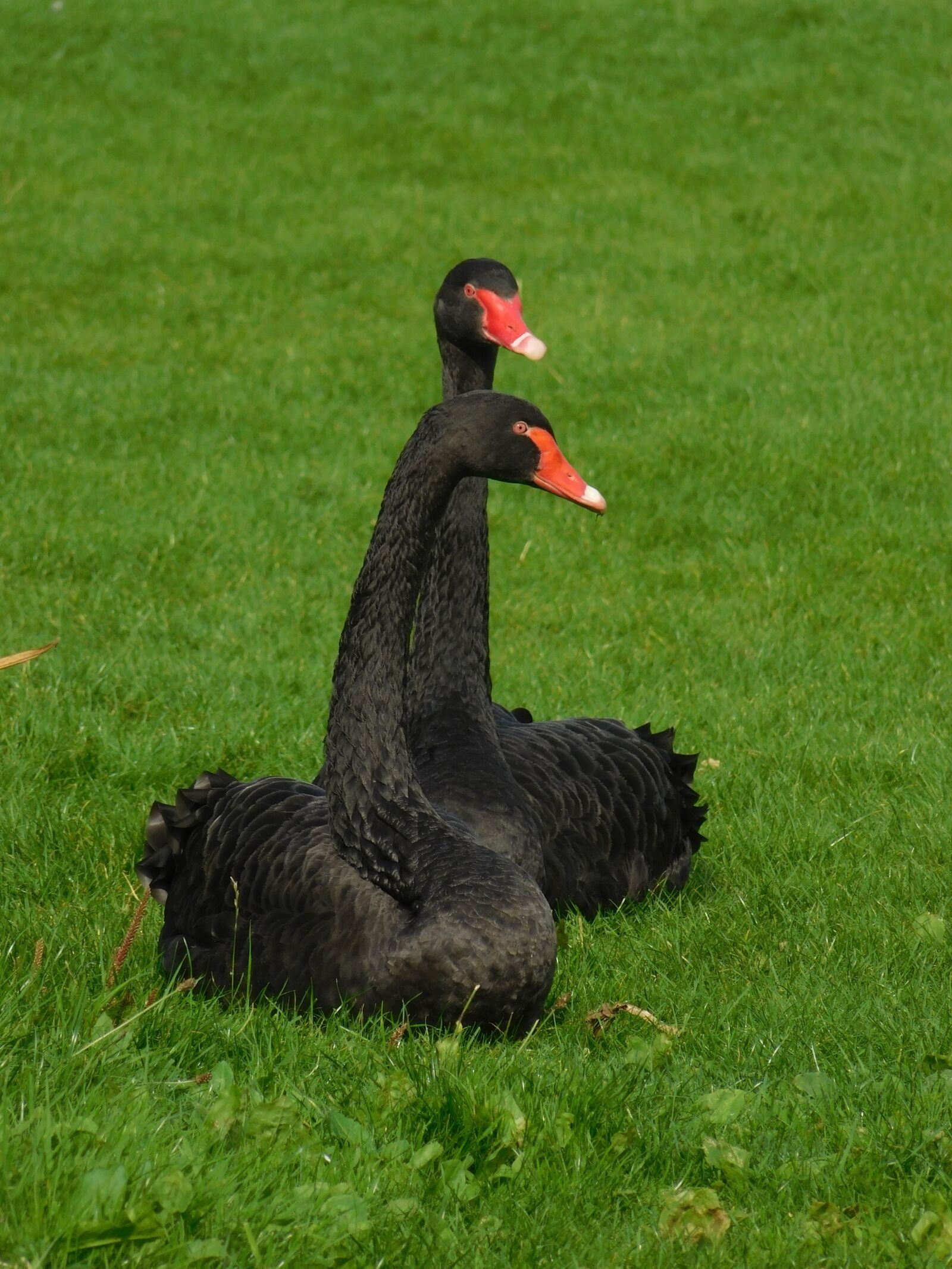Nikon Coolpix L840 sample photo. Black swans, black swan photography