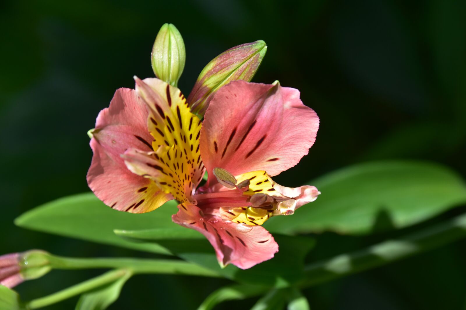 Nikon D5600 sample photo. Flowers, flower, flower bud photography