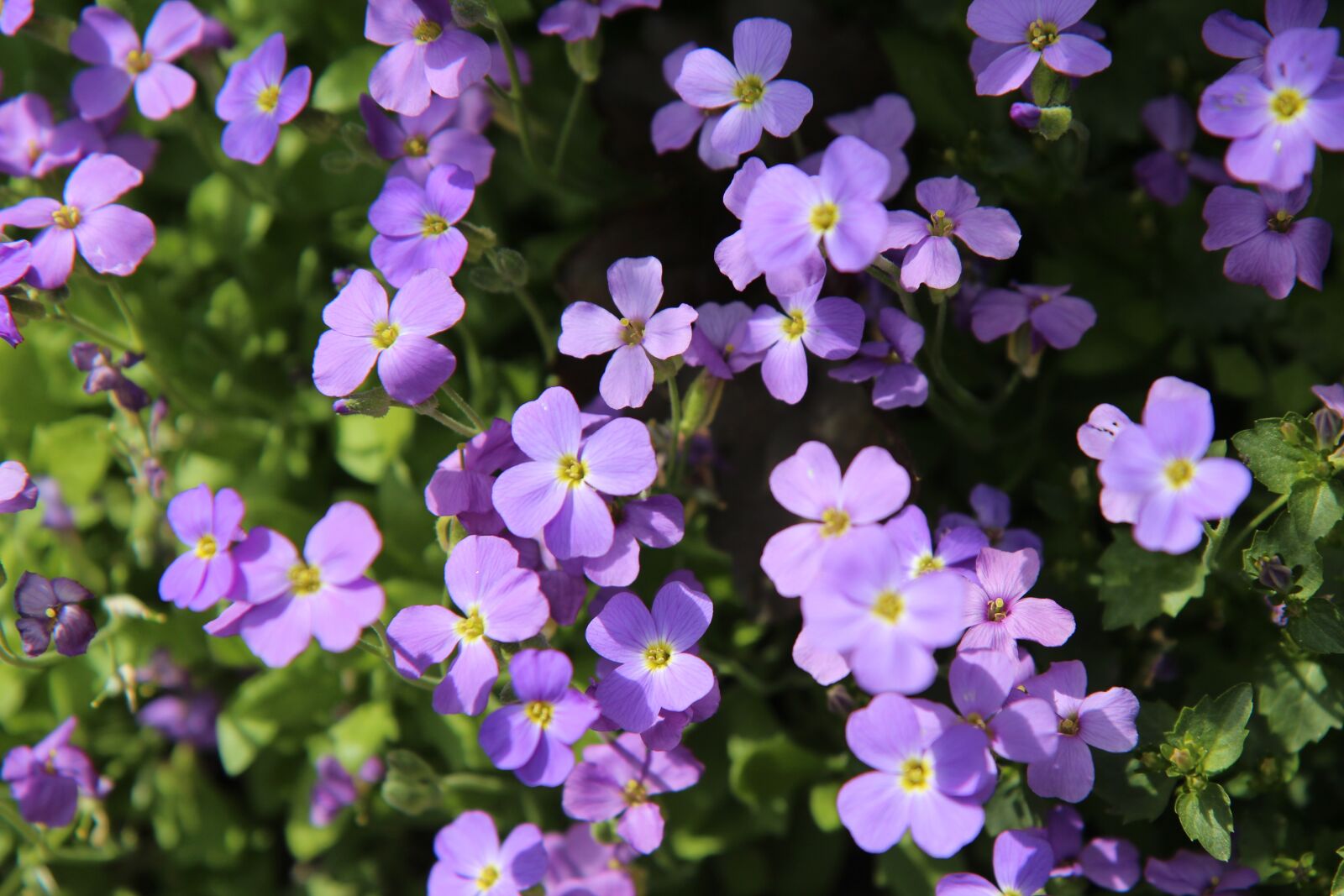 Canon EOS 600D (Rebel EOS T3i / EOS Kiss X5) sample photo. Floral border, purple flowers photography