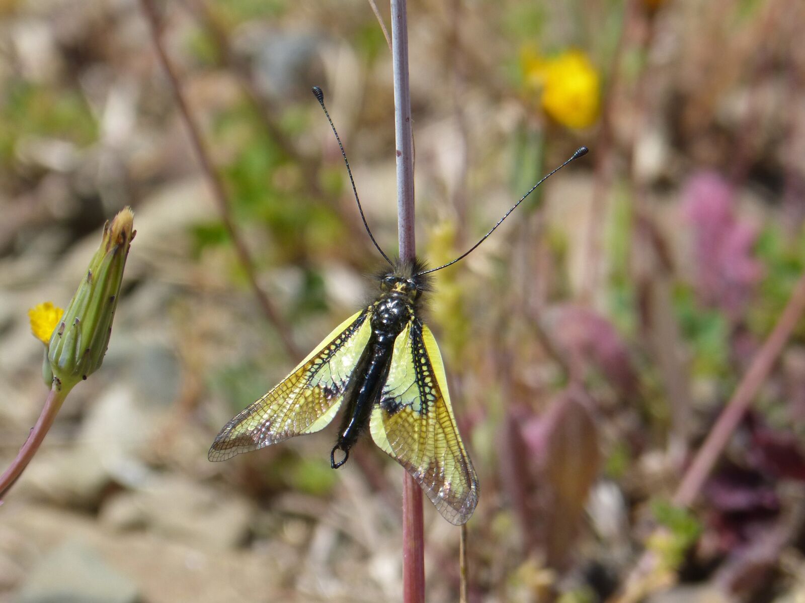 Panasonic DMC-FZ62 sample photo. Insect, yellow, libelloides cunii photography