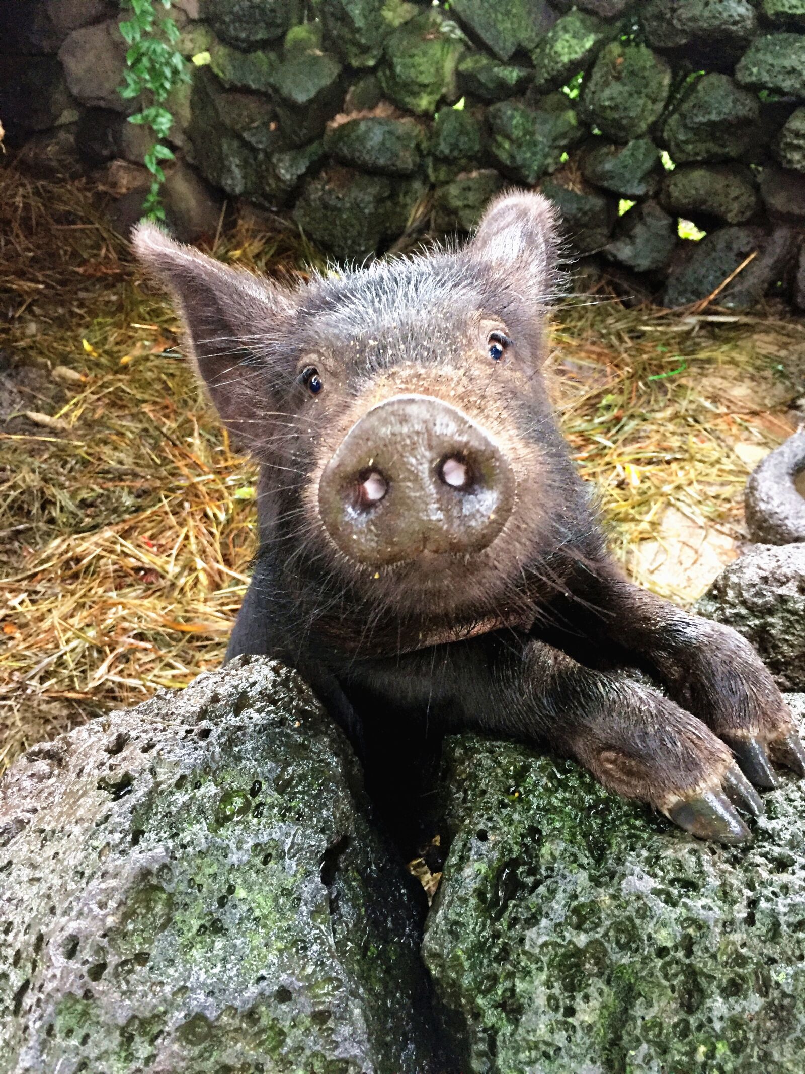 Apple iPhone 6 sample photo. Jeju island, black pig photography