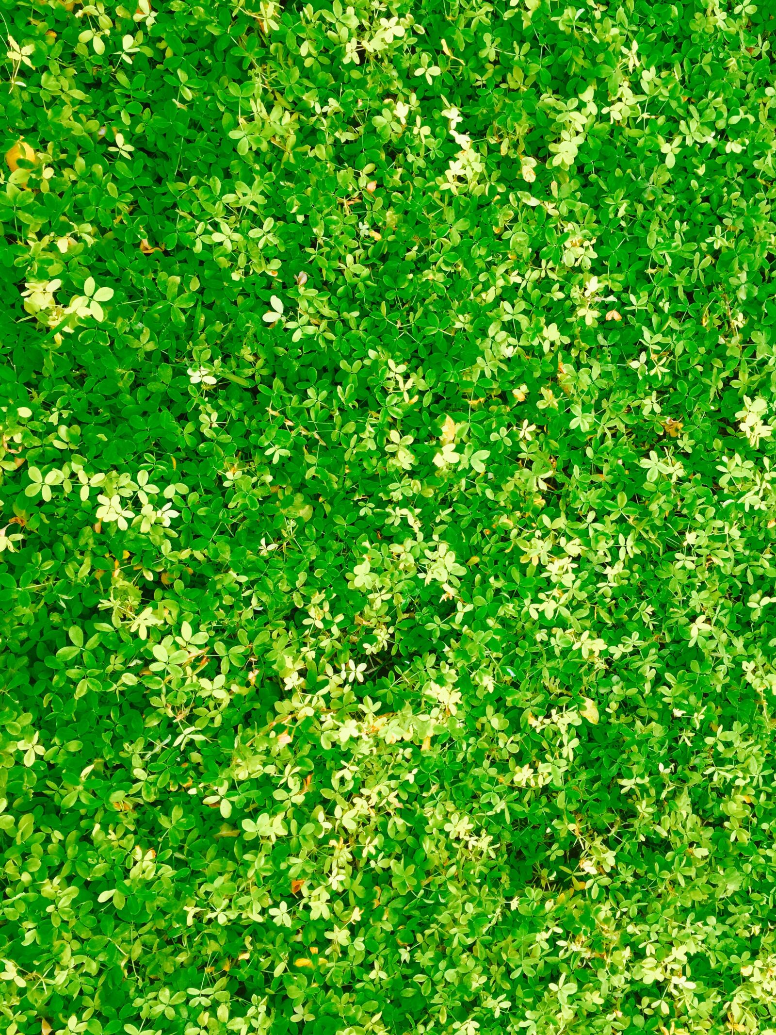 iPhone 6 Plus back camera 4.15mm f/2.2 sample photo. Green, leaves, plant photography
