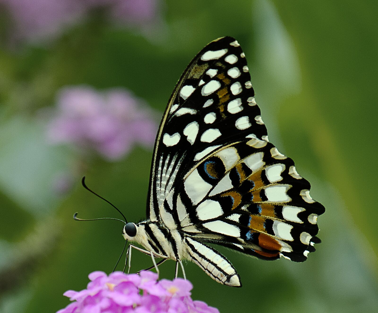 Nikon D7000 sample photo. Nature, butterfly, insect photography