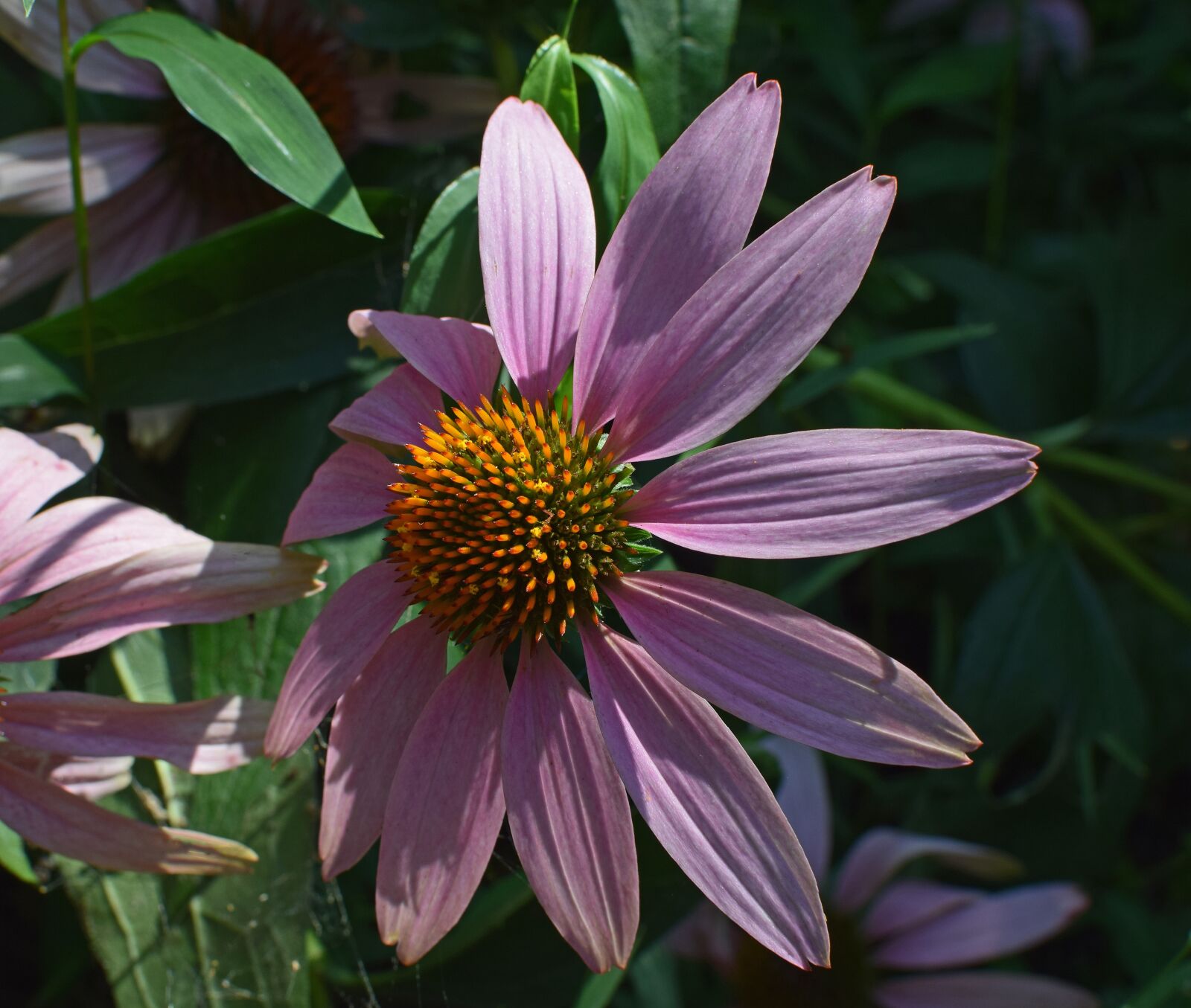 Nikon D3300 sample photo. Echinacea flower, cone flower photography