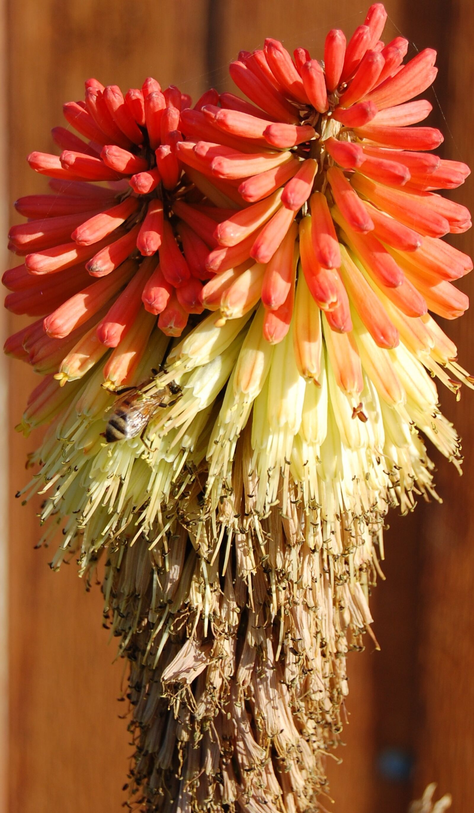 Nikon D40 sample photo. Indian paintbrush, flower, dusk photography