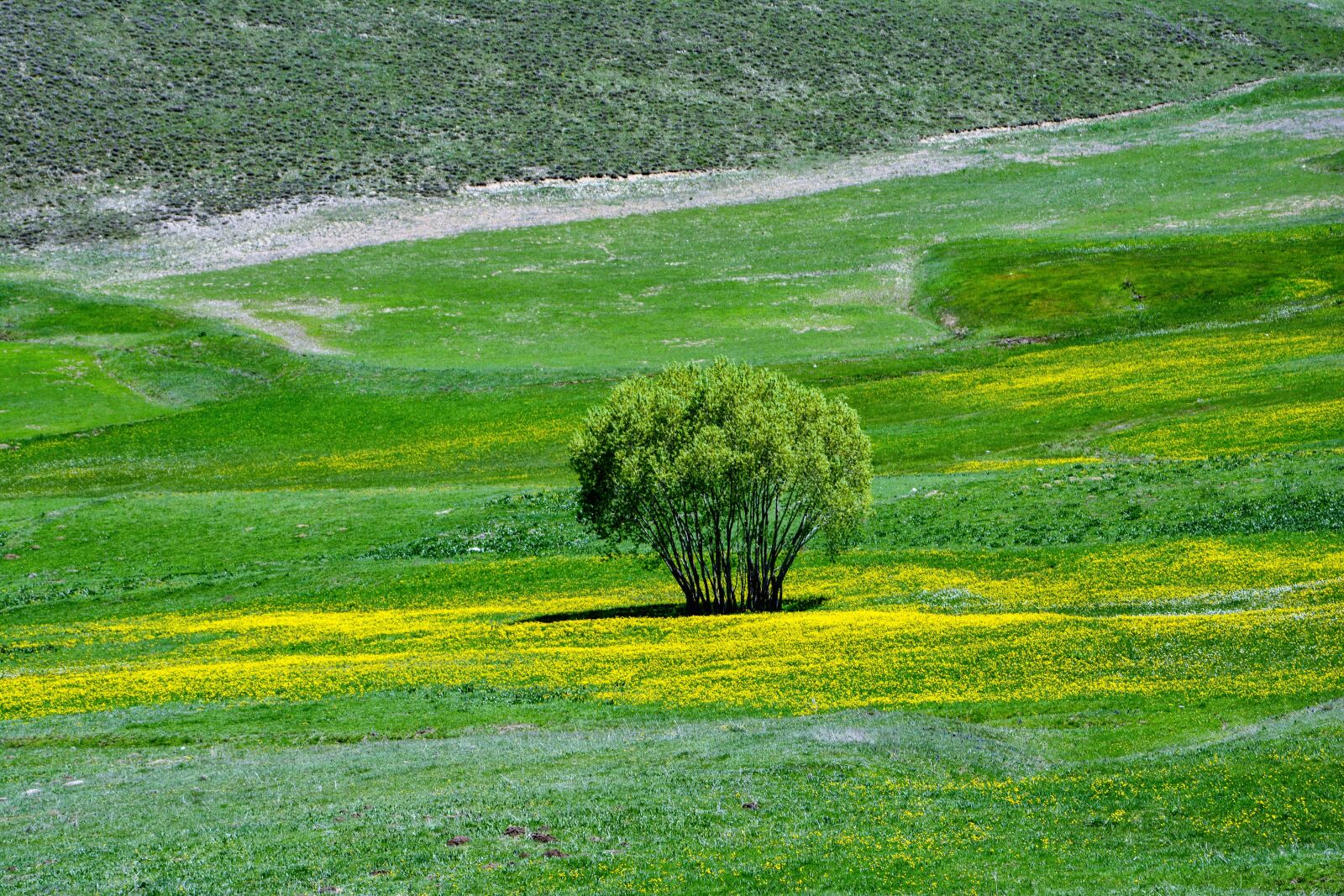Nikon D7100 sample photo. Nature, flower, chan photography