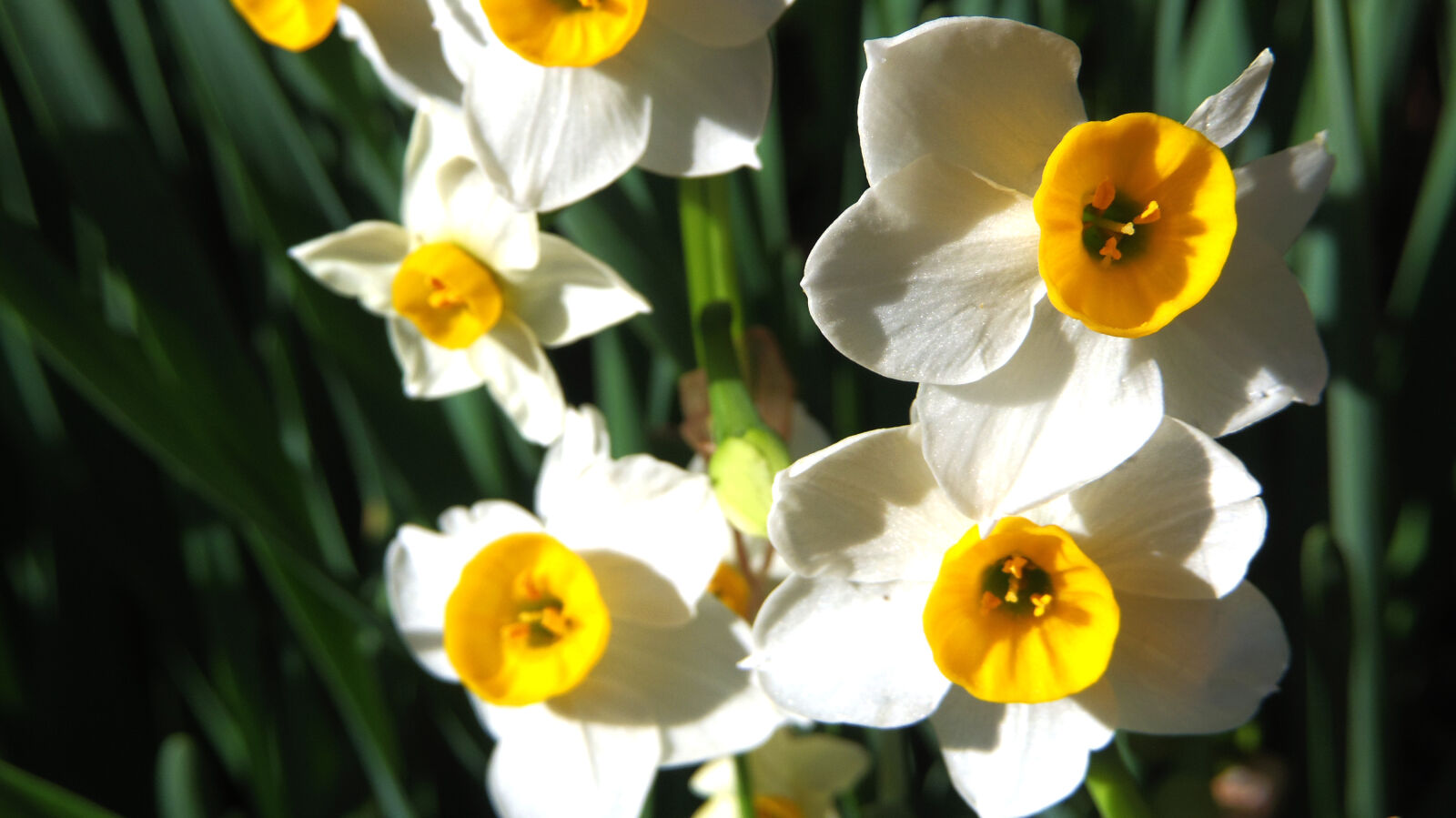 Pentax 02 Standard Zoom sample photo. Narcissus photography