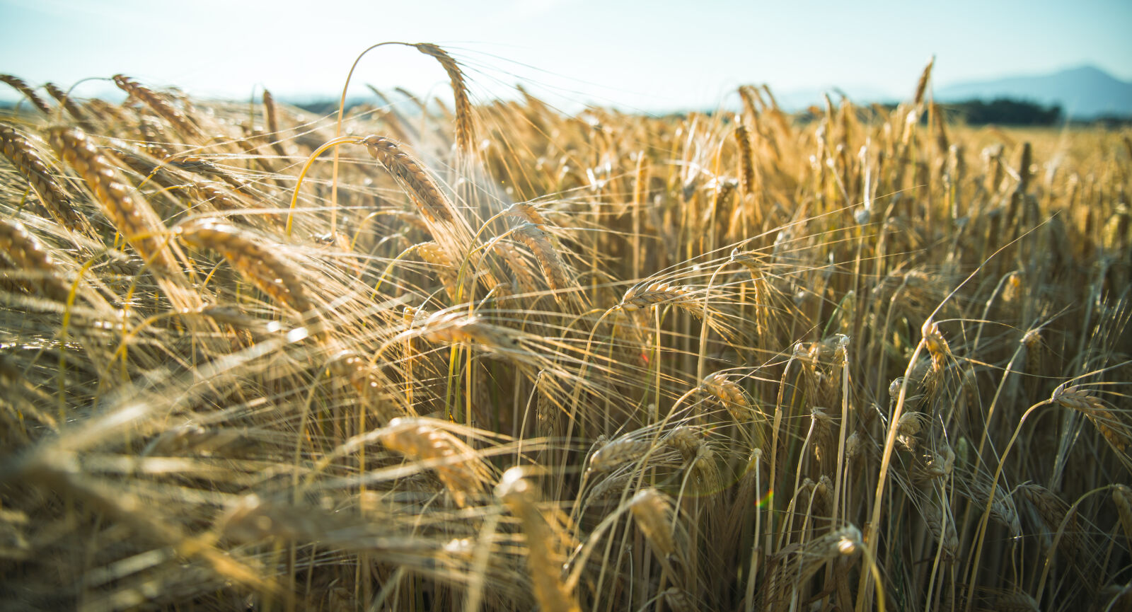 Nikon D610 sample photo. Field, landscape, nature, sky photography