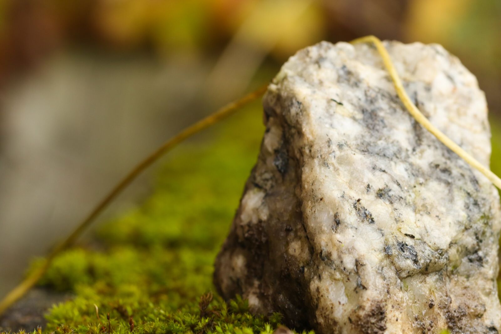 Canon EOS 7D Mark II sample photo. Rock, moss, nature photography