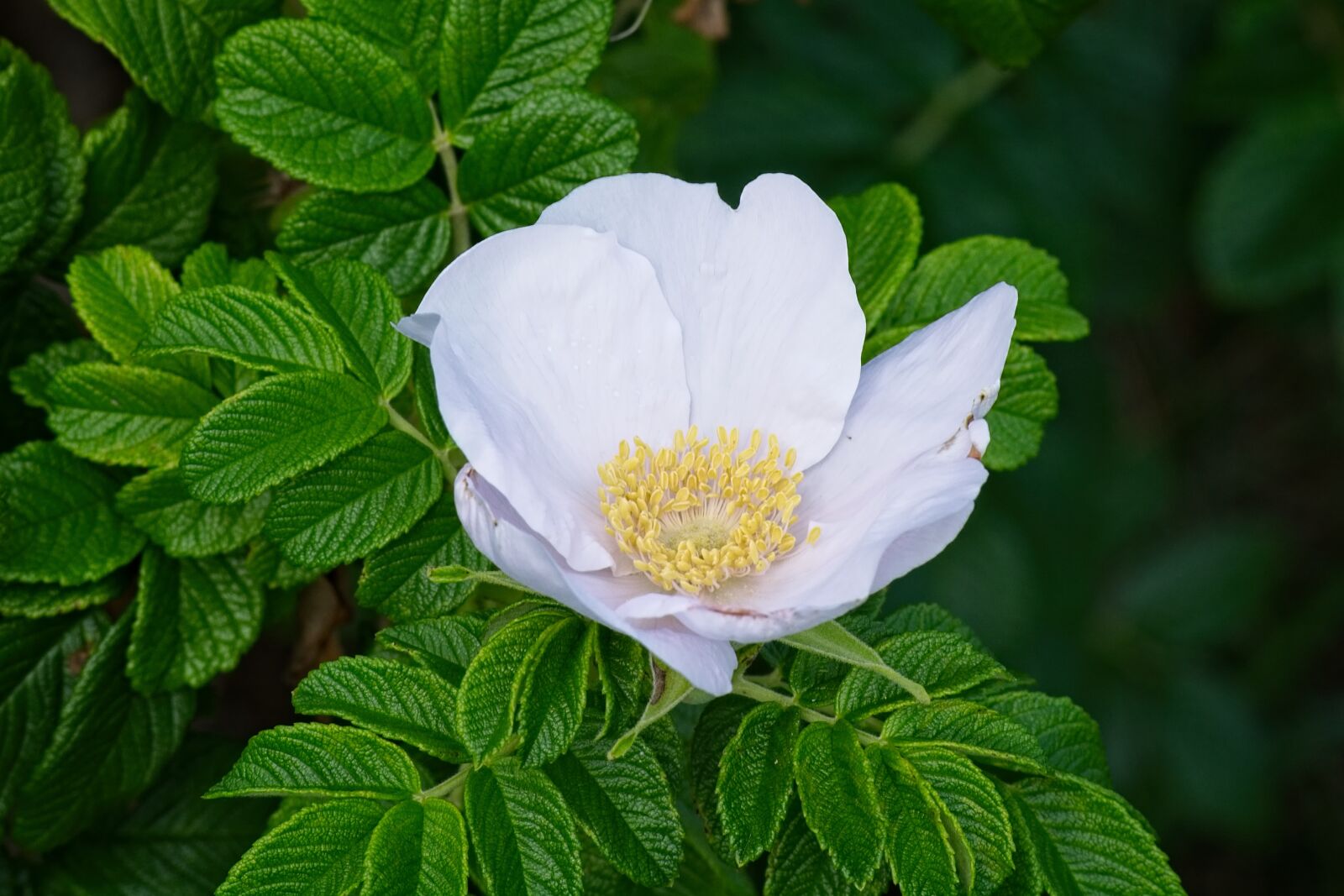 Nikon D7100 sample photo. Rose, blossom, bloom photography