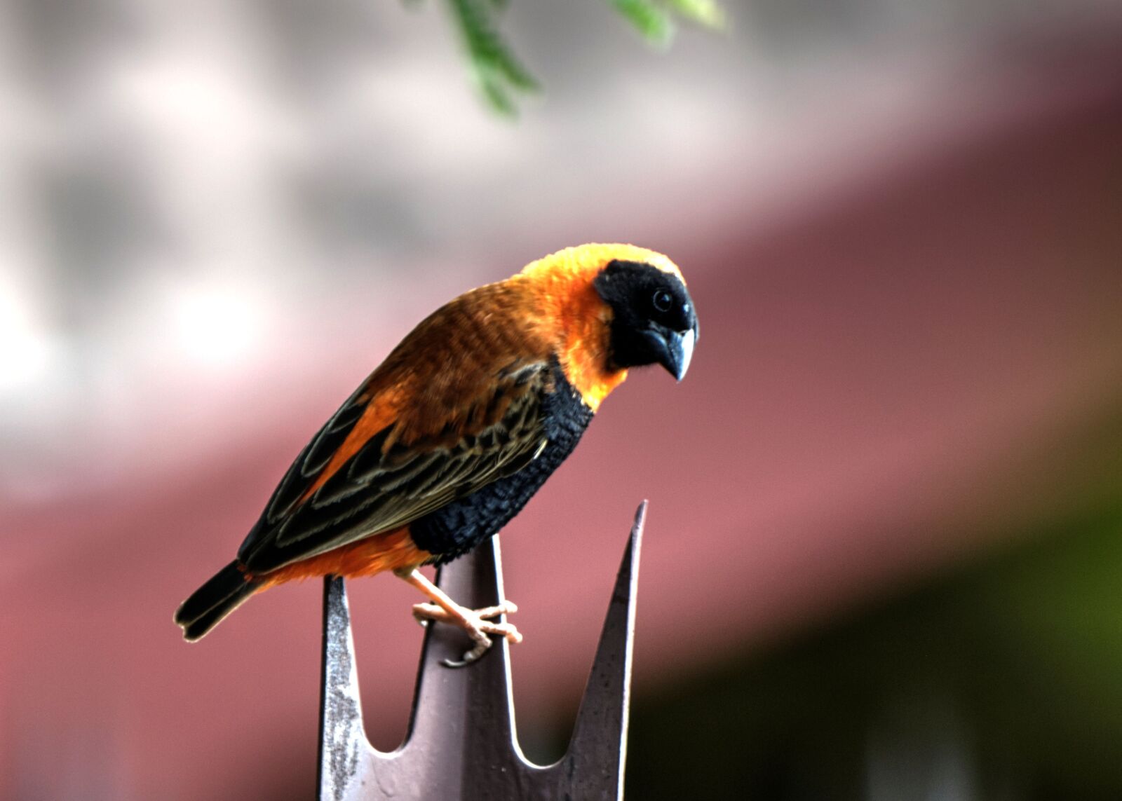 Nikon D90 sample photo. Finch, bird, garden photography